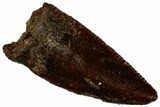 Serrated Raptor Premaxillary Tooth - Real Dinosaur Tooth #300858-1